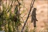 حمله ملخ ها به گیاهان کویری در فصل تابستان