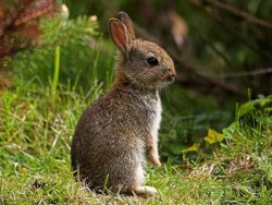 خرگوش Lepus capensis