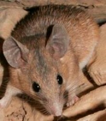 موش خاردار Spiny mouse