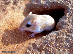   موش صحرایی    