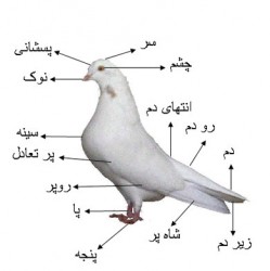 تحقیق درباره کبوتر
