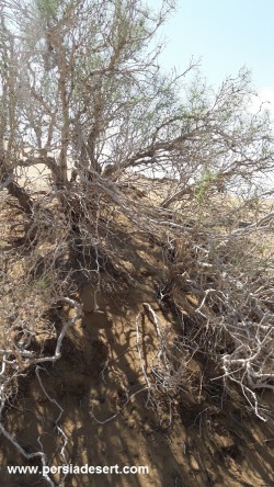 گزارش تصویری از طبیعت کویر مرنجاب